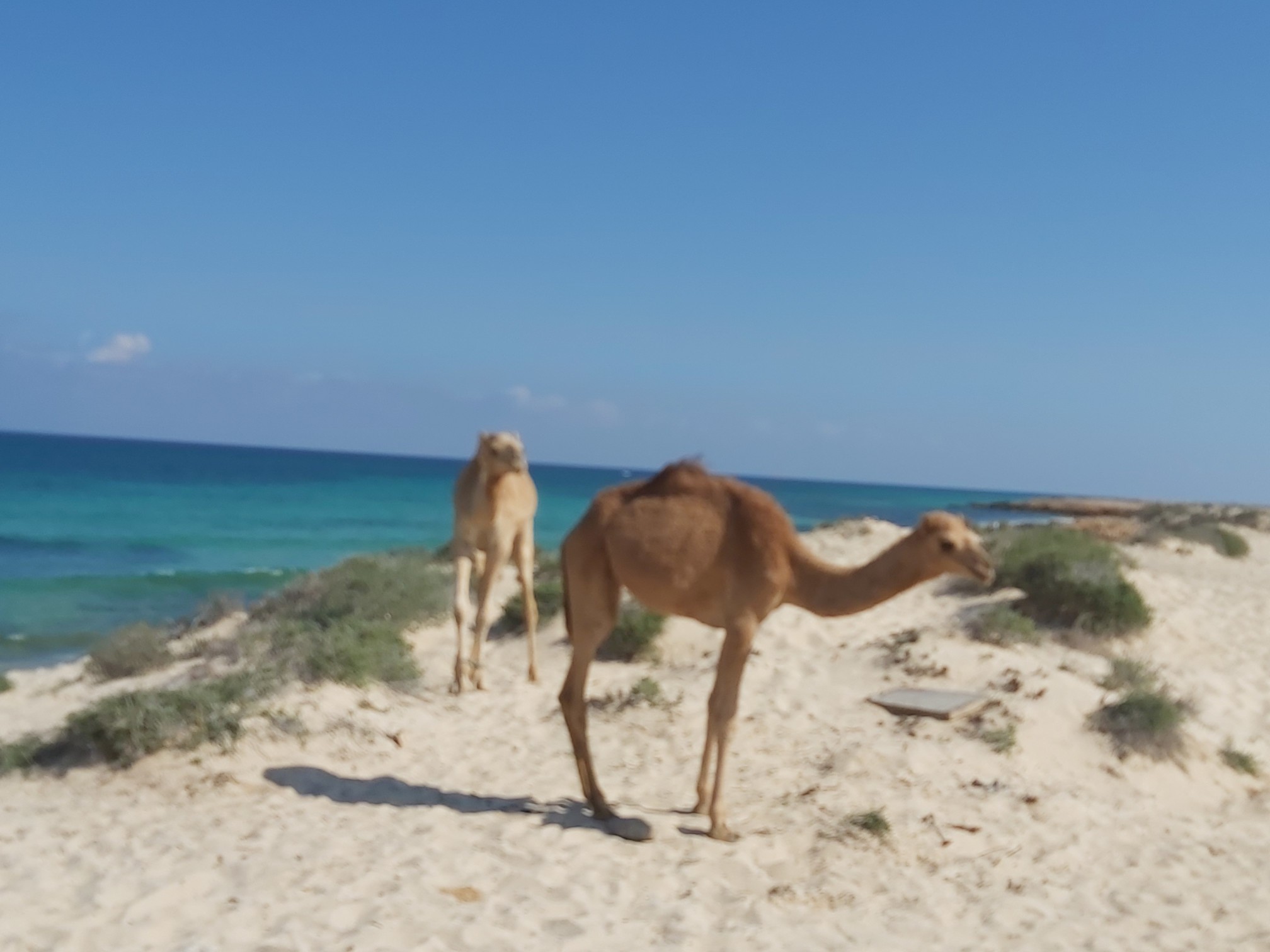 Wadi Shab, Bimmah Sinkhole & Fins Beach Tour Package tour image 3