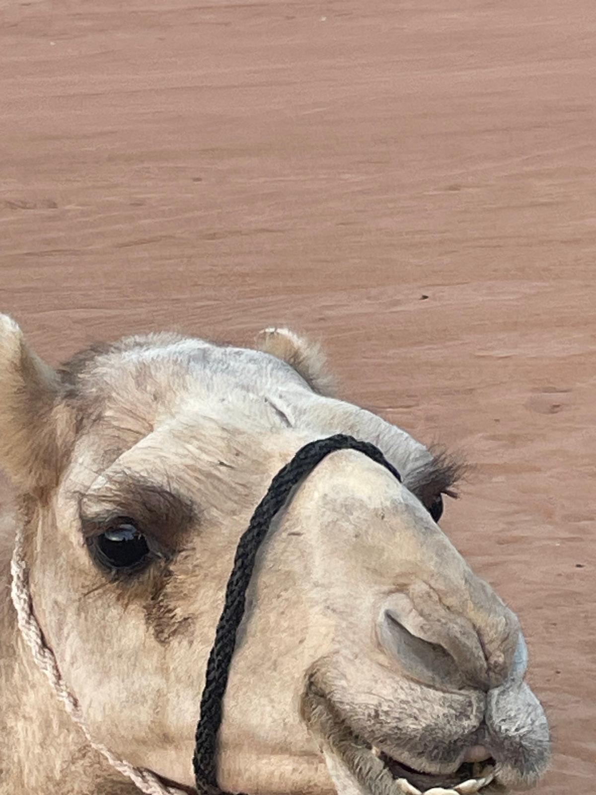 Wadi Bani Khalid & Wahiba Sands Desert Experience